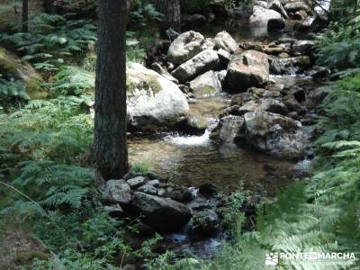 Entre el Puerto y Chorro de Navafría;madrid excursiones rutas alrededor de madrid excursiones progr